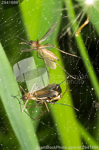 Image of Spider