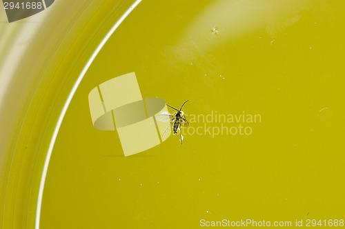 Image of Fly