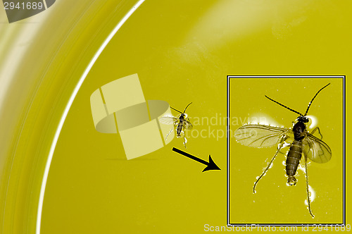 Image of Fly