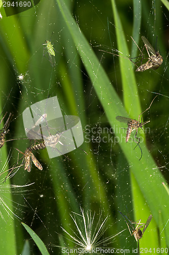 Image of Spider