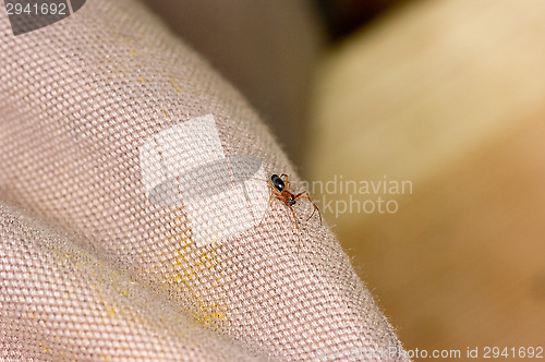 Image of Spider