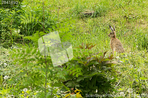 Image of Lepus europaeus