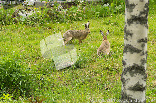 Image of Rabbit