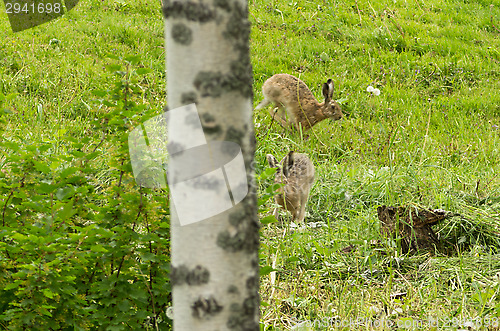 Image of Lepus europaeus