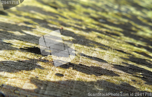 Image of abstract wooden cut face