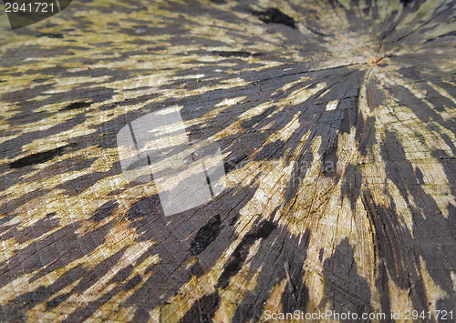 Image of abstract wooden cut face