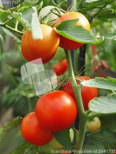 Image of Tomatoes bunch close-up