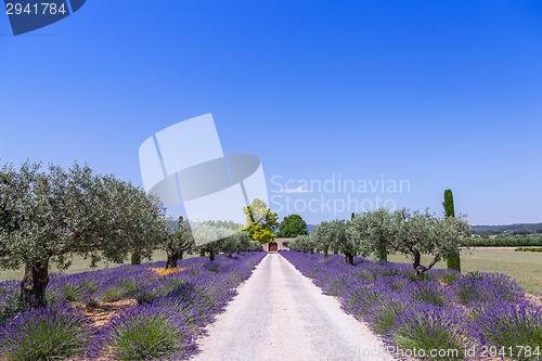 Image of Lavander garden