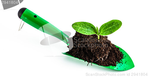 Image of Young plant on gardening tool