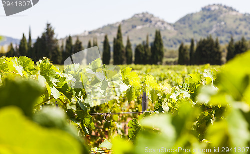 Image of Provence vineyard