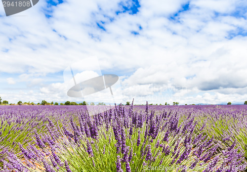 Image of Lavander field