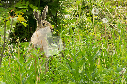 Image of Lepus europaeus