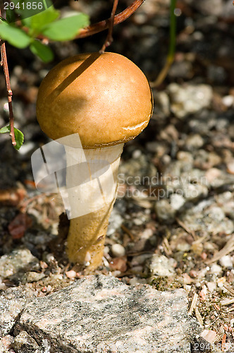 Image of Mushroom