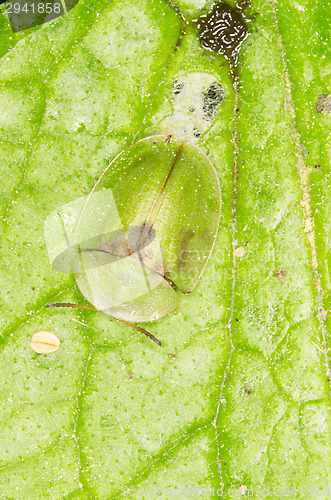 Image of Green Tortoise Beetle