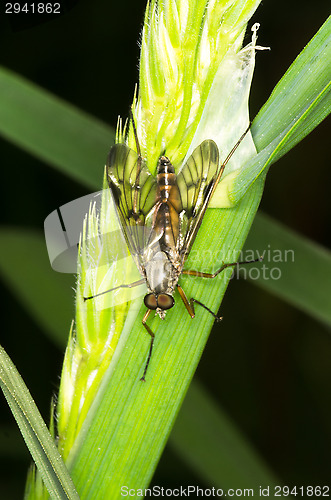 Image of Fly