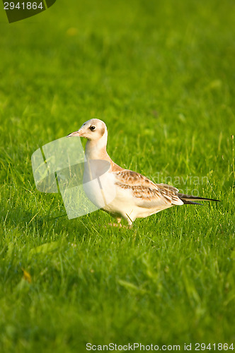 Image of Gull