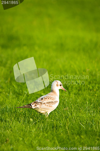 Image of Gull