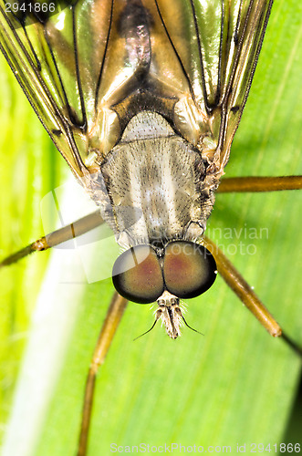 Image of Fly