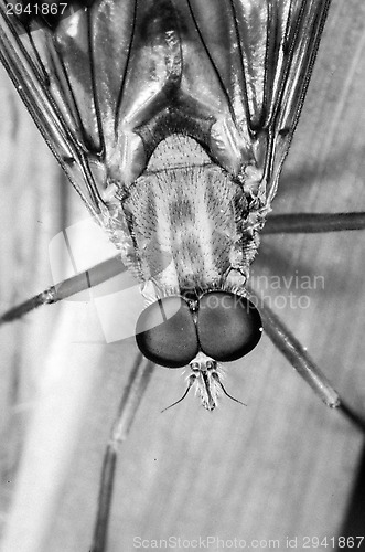 Image of Fly