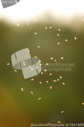 Image of Mosquito