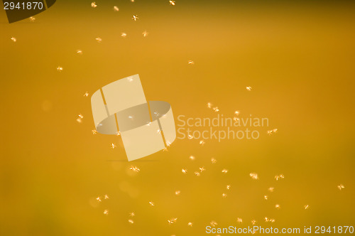 Image of Mosquito