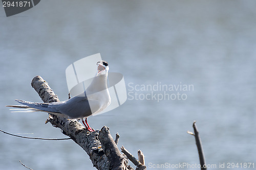 Image of Tern