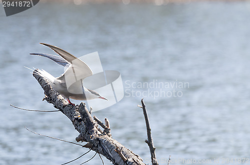 Image of Tern