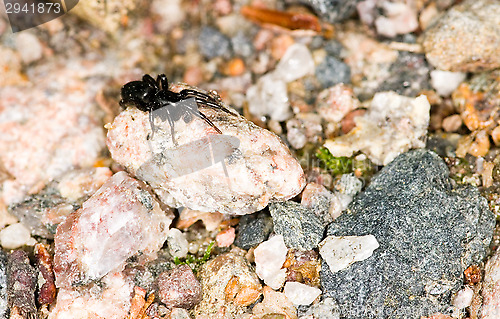 Image of Spider