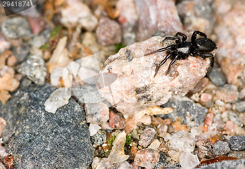 Image of Spider
