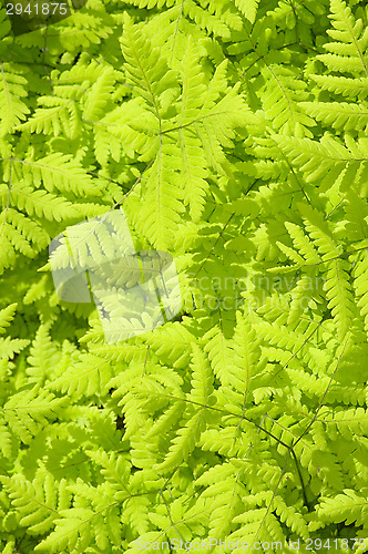 Image of Fern