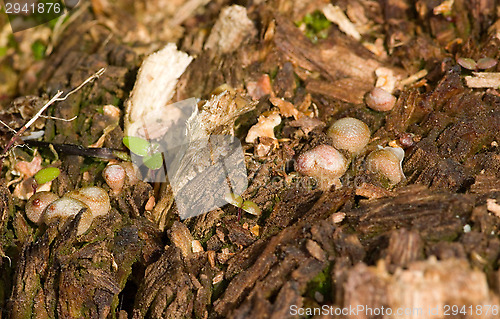 Image of Mushrooms