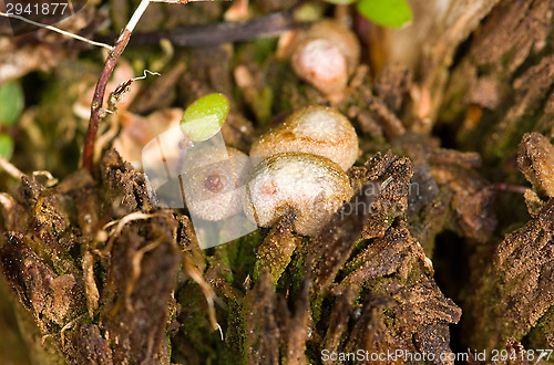 Image of Mushrooms