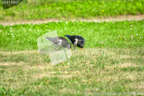 Image of Haematopus ostralegus