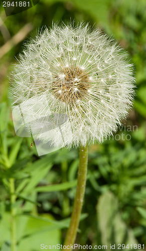Image of Dandelion