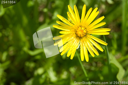 Image of Flower