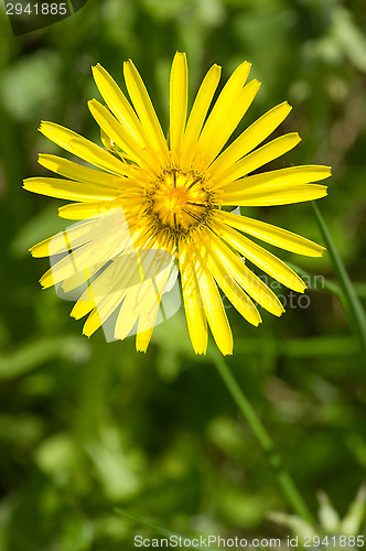 Image of Yellow flower