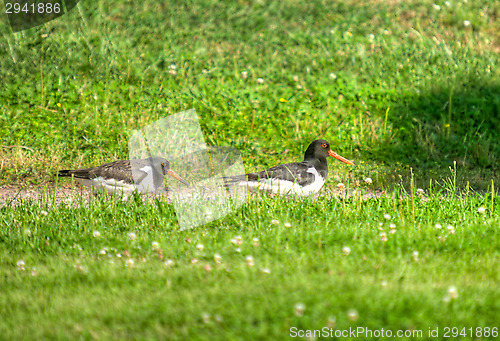 Image of Haematopus ostralegus