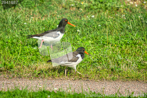 Image of Haematopus ostralegus