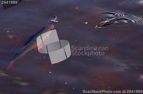 Image of Fish in the water