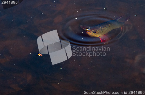 Image of Fish in the water