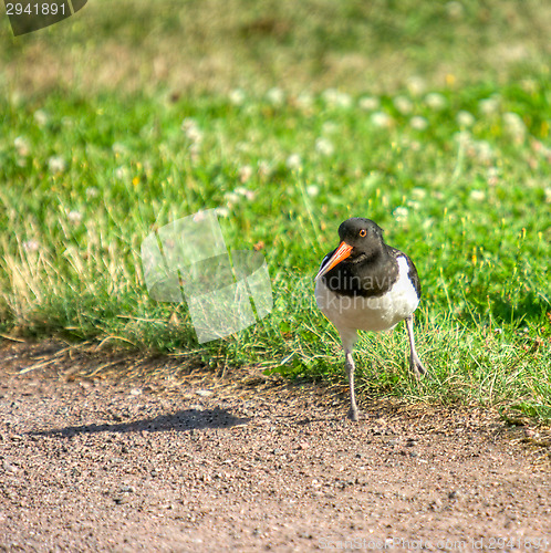 Image of Haematopus ostralegus