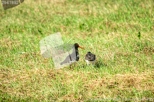 Image of Haematopus ostralegus