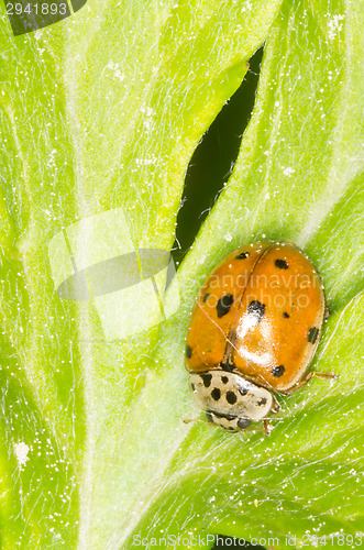 Image of Ladybug