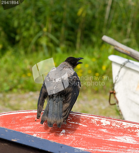 Image of Crow