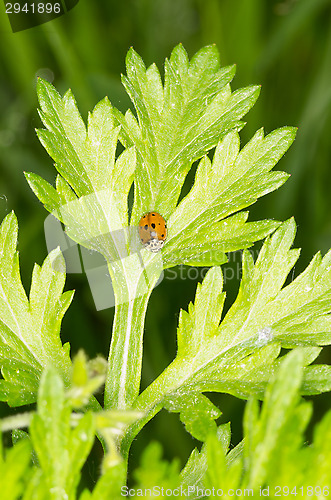 Image of Ladybug