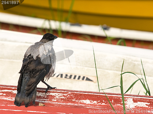 Image of Crow