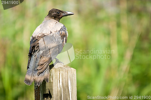 Image of Crow