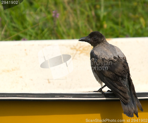 Image of Crow