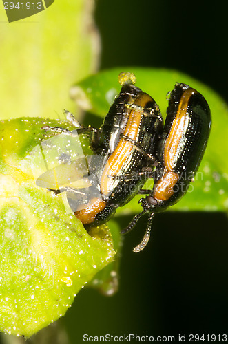 Image of Mating