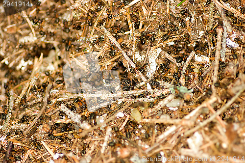 Image of Ant nest